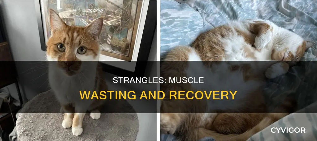 does strangles cause muscle wasting