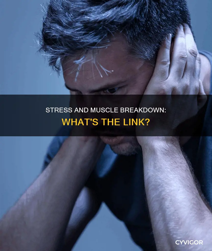 does stress cause muscle breakdown