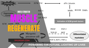 Striated Muscle Regeneration: Is It Possible?