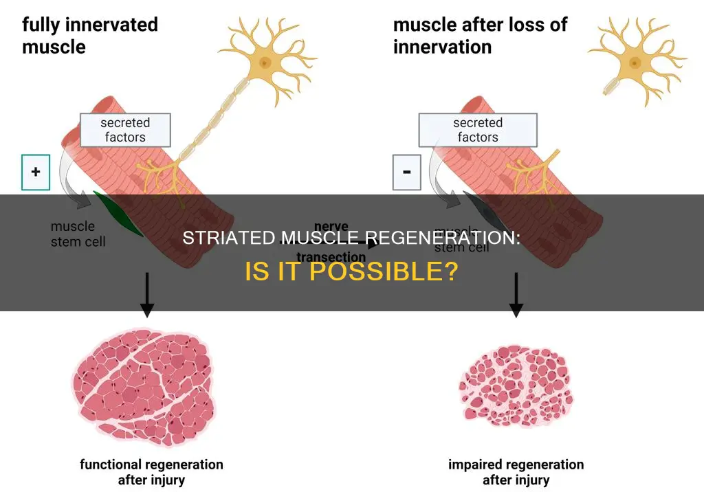 does striated muscle regenerate