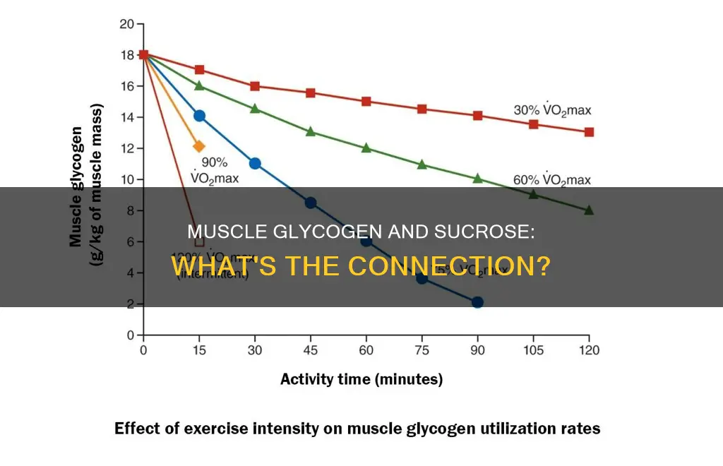 does sucrose fill muscle glycogen