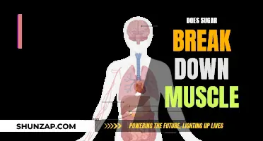Sugar's Impact: Muscle Breakdown and Health Risks