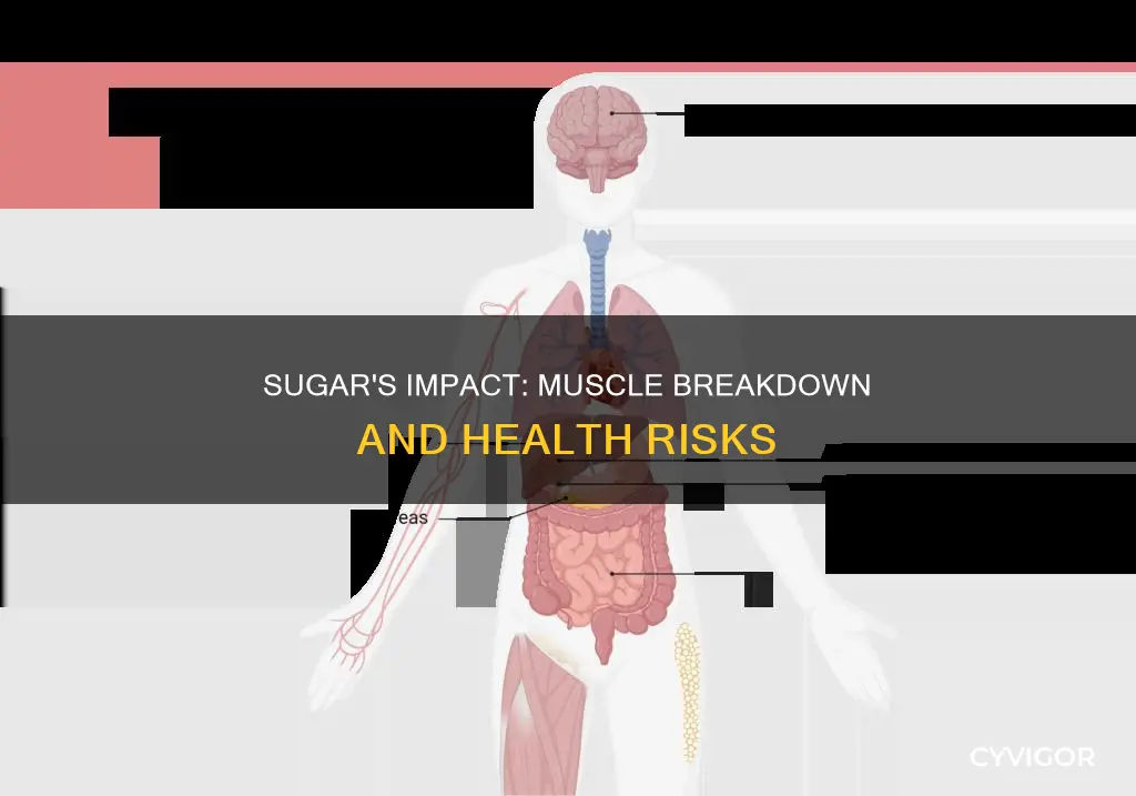 does sugar break down muscle