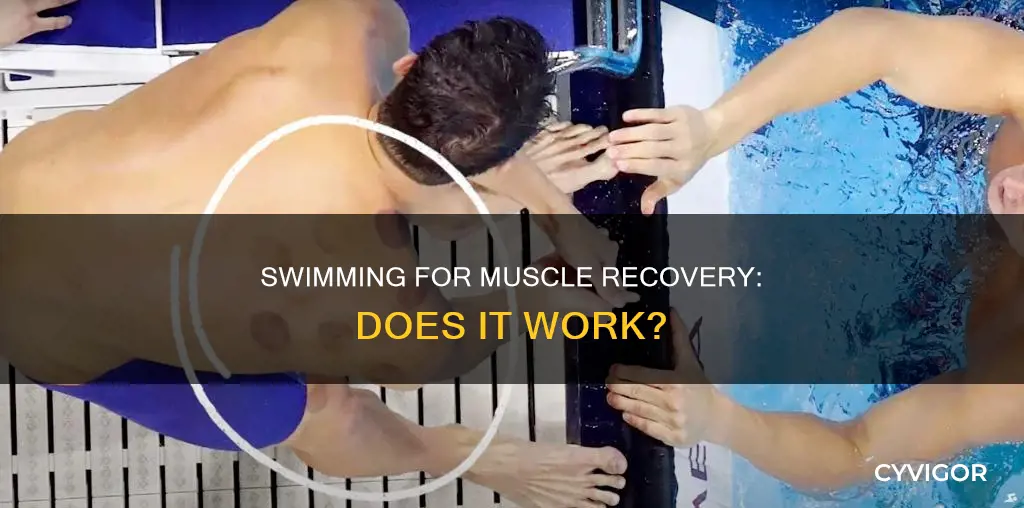 does swimming aid muscle recovery