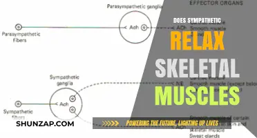 Sympathetic Nervous System's Role in Skeletal Muscle Relaxation Explained