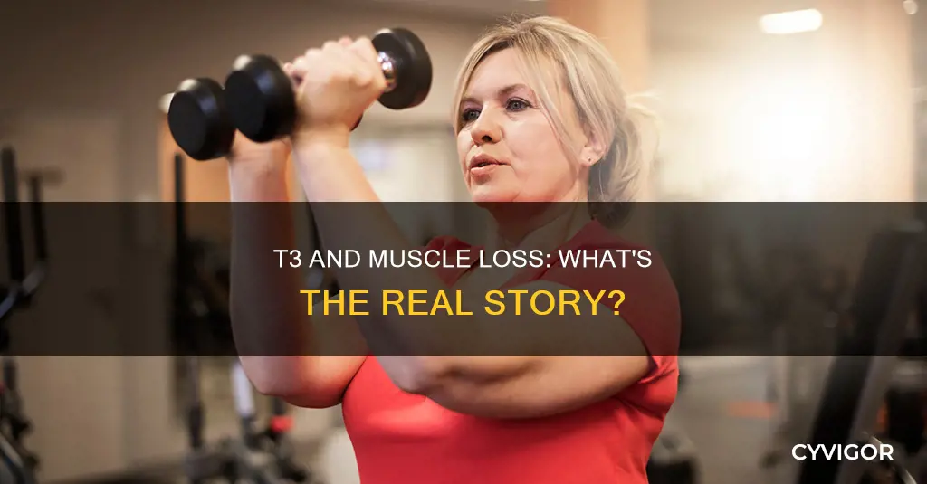does t3 burn muscle