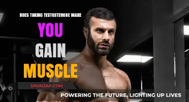 Testosterone and Muscle Gain: Fact or Fiction?