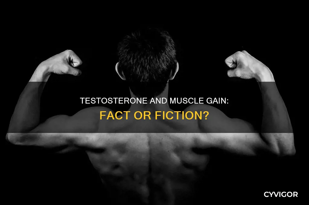 does taking testosterone make you gain muscle