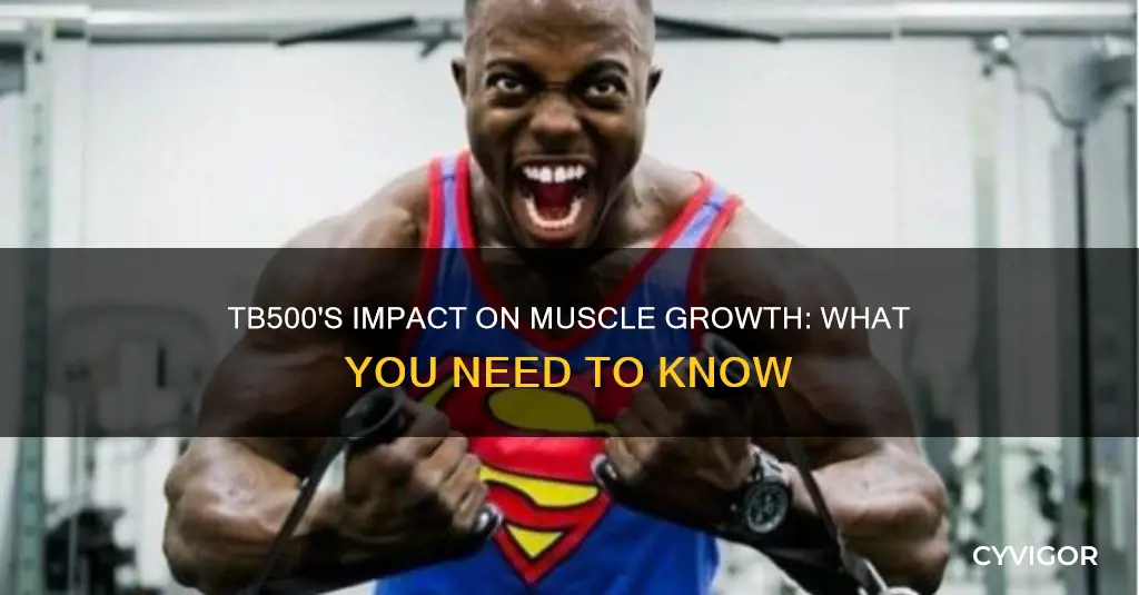 does tb500 increase muscle