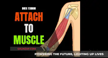 Where Do Muscles End and Tendons Begin?