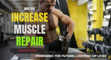 How Testing Influences Muscle Repair and Growth