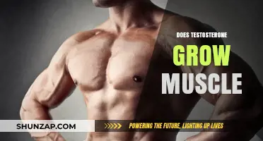 Testosterone's Role in Muscle Growth: Fact or Fiction?