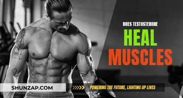 Testosterone's Healing Powers: Muscle Recovery and Growth