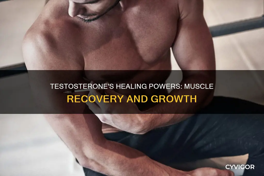does testosterone heal muscles