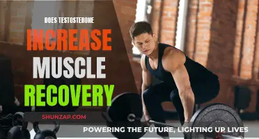Testosterone's Role in Muscle Recovery: What You Need to Know