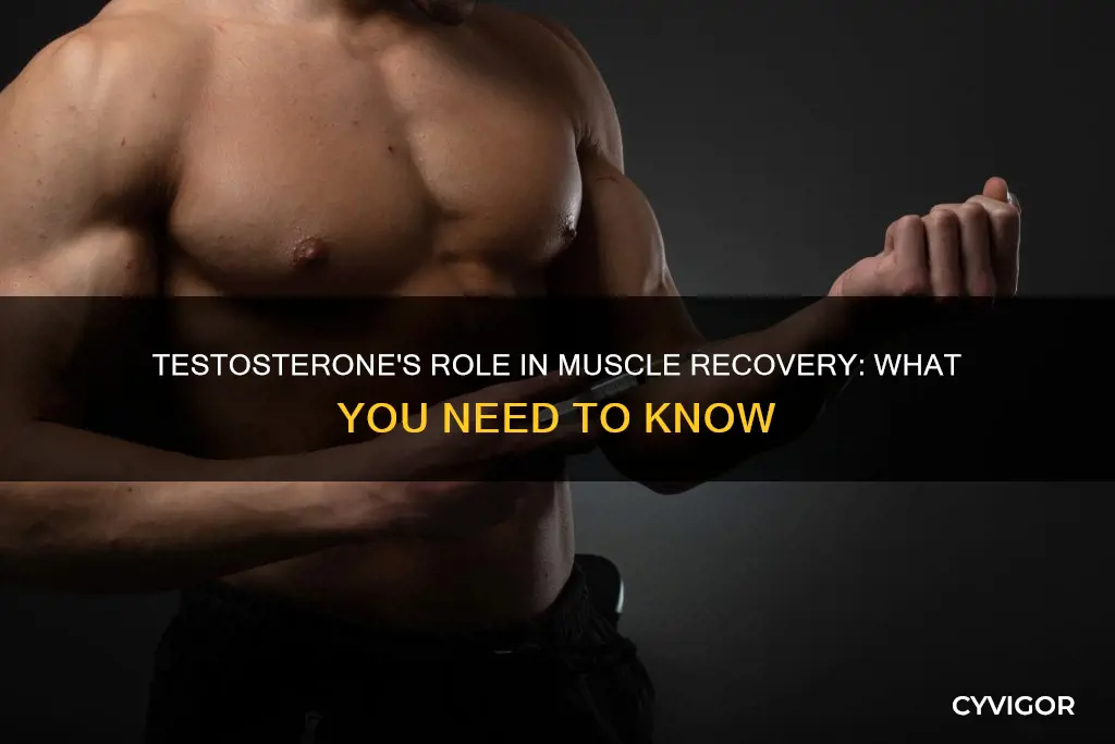 does testosterone increase muscle recovery