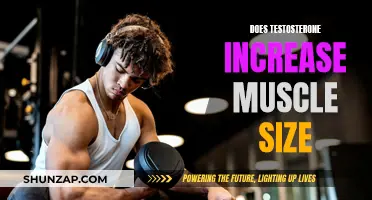 Testosterone and Muscle Growth: What's the Real Connection?