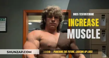 Testosterone's Impact on Muscle Growth: What's the Truth?