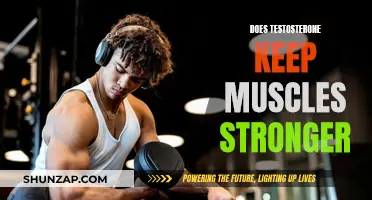 Testosterone's Role in Muscle Strength and Performance