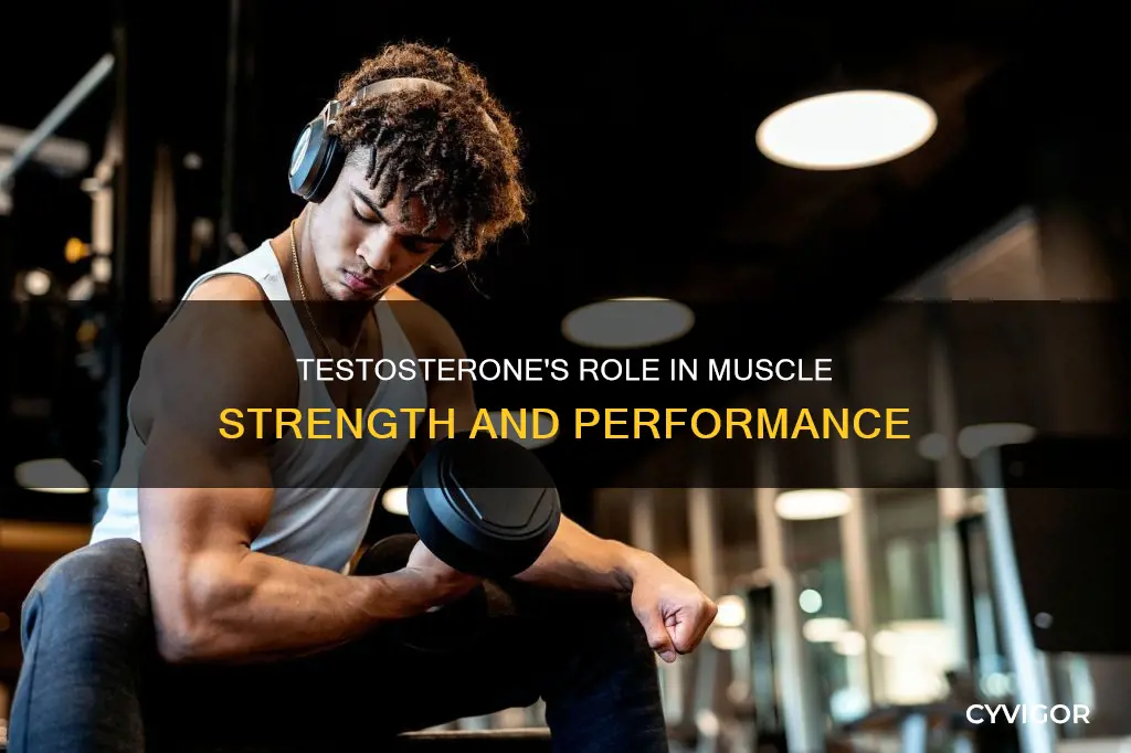 does testosterone keep muscles stronger