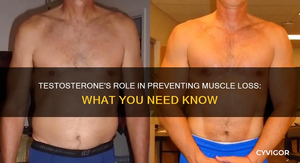 does testosterone prevent muscle loss