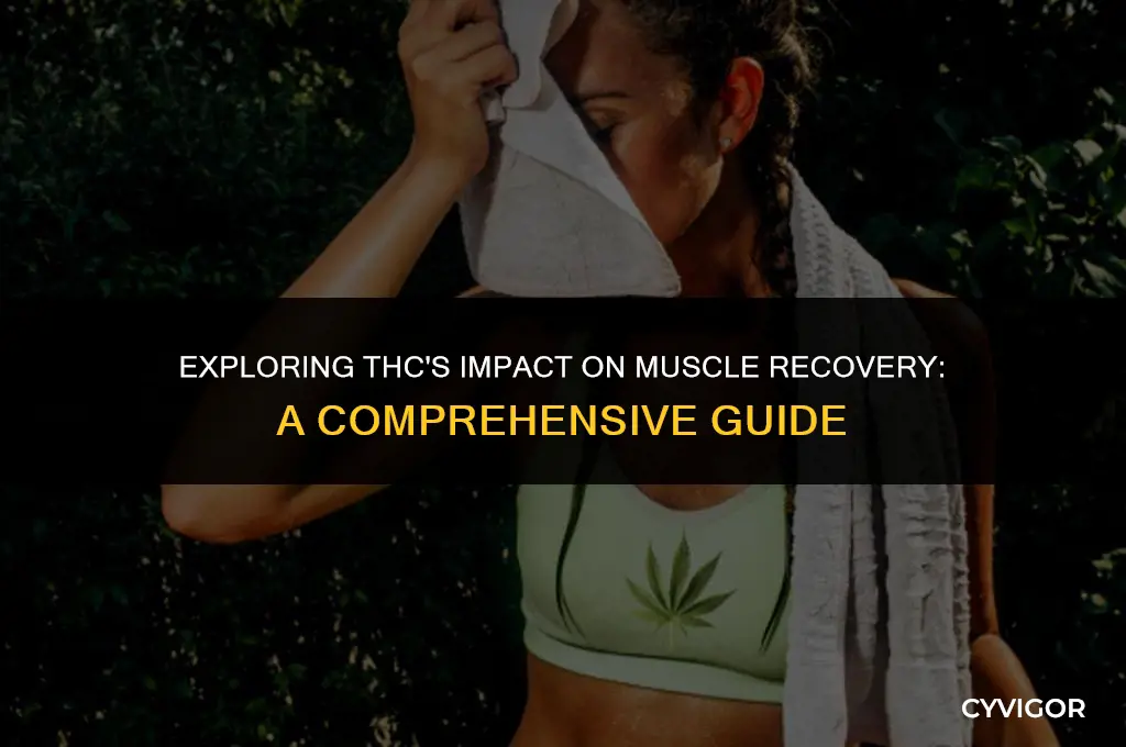 does thc affect muscle recovery