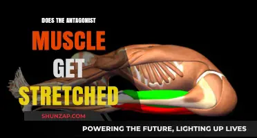 Exploring Muscle Dynamics: Antagonist Stretching in Focus