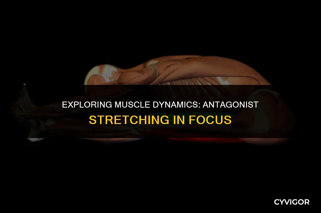 does the antagonist muscle get stretched