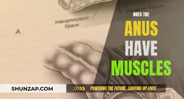 The Anus and Muscles: What's the Connection?