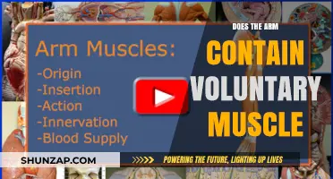 Does the Arm Contain Voluntary Muscle? Exploring Anatomy and Function