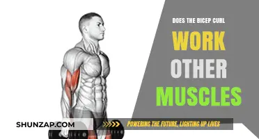 Bicep Curls: Unveiling the Hidden Muscles Beyond Your Arms
