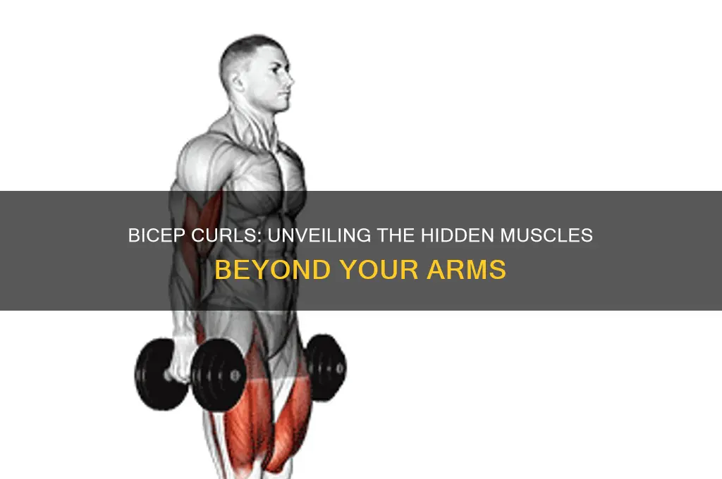 does the bicep curl work other muscles
