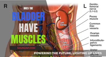 The Bladder's Muscular Nature: Understanding Its Function