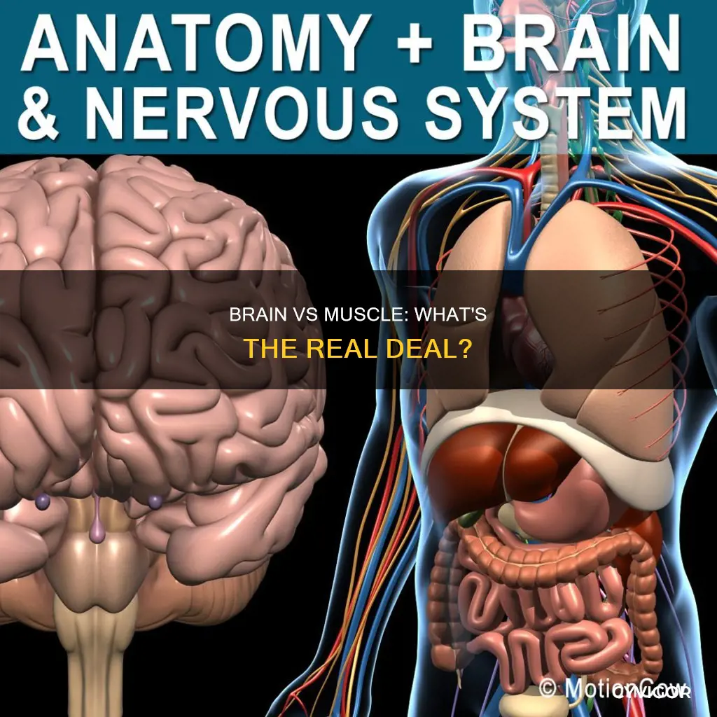 does the brain a muscle
