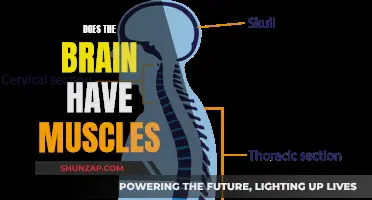 Brain Muscles: Myth or Reality?