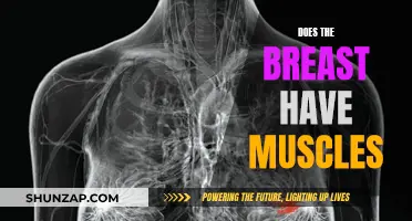 The Ultimate Truth: Muscles in Breasts