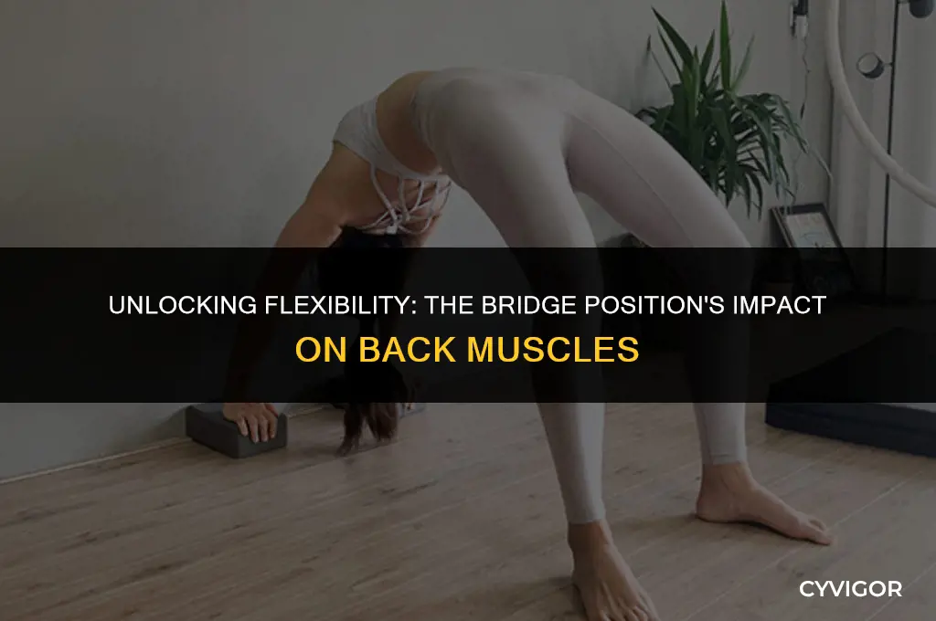 does the bridge position stretch back muscles