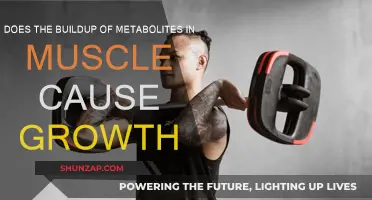 Metabolites and Muscle Growth: The Intriguing Connection