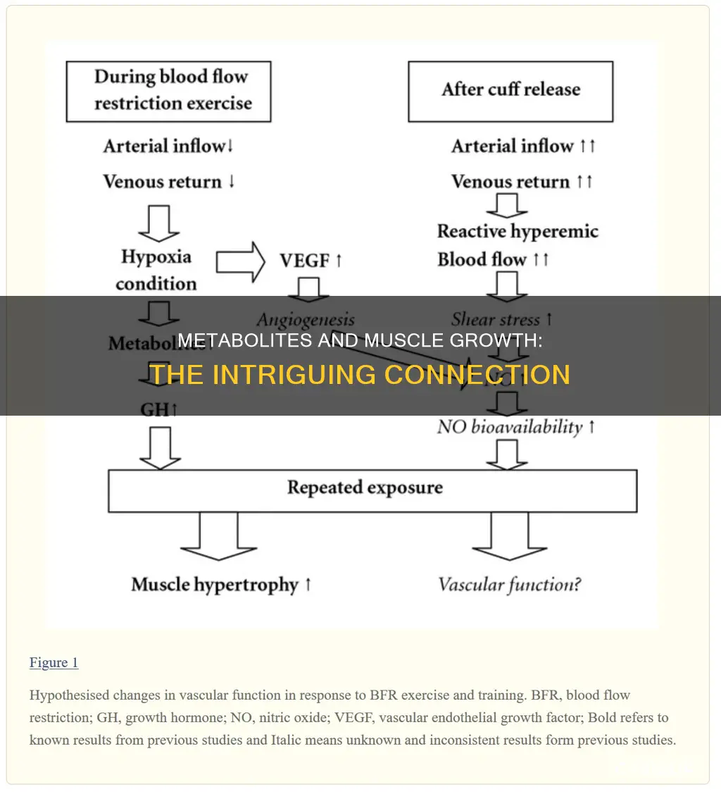 does the buildup of metabolites in muscle cause growth