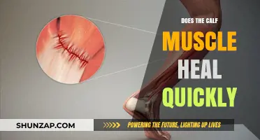 Rapid Recovery: Understanding the Healing Timeline of Calf Muscles