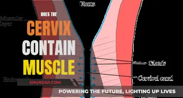 The Cervix: A Muscular Gateway to Understanding Women's Health
