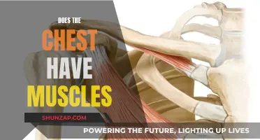 The Muscular Structure of the Human Chest
