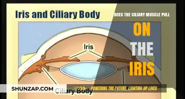 How the Ciliary Muscle Interacts with the Iris: Unveiling the Connection
