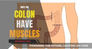 The Colon's Muscular Power: Understanding Its Role