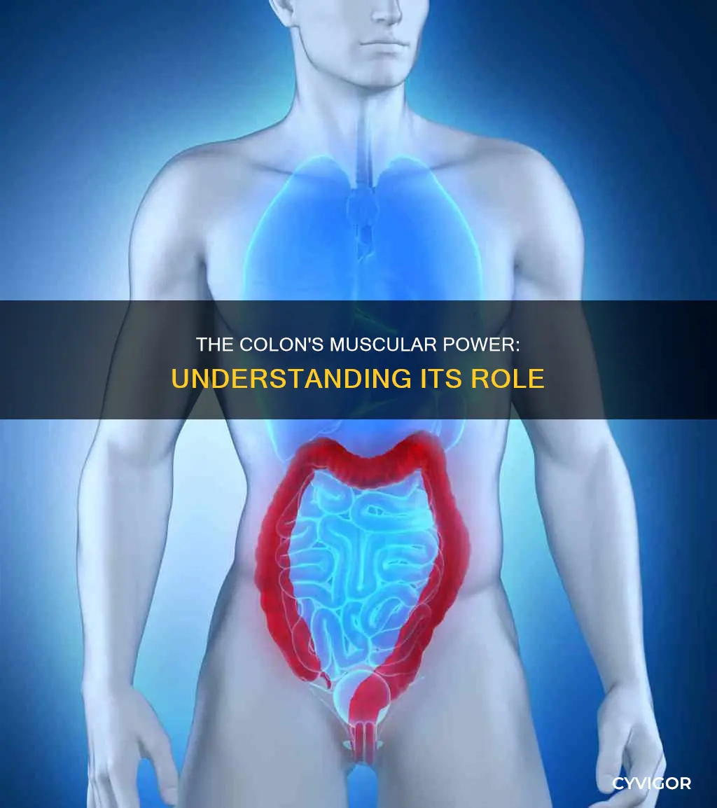 does the colon have muscles