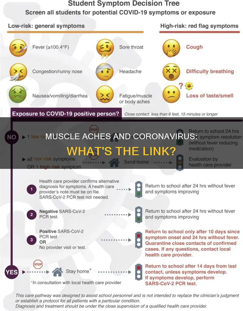 does the coronavirus cause muscle aches
