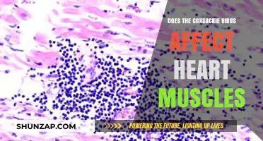 Exploring the Impact of Coxsackie Virus on Heart Muscles: A Comprehensive Guide