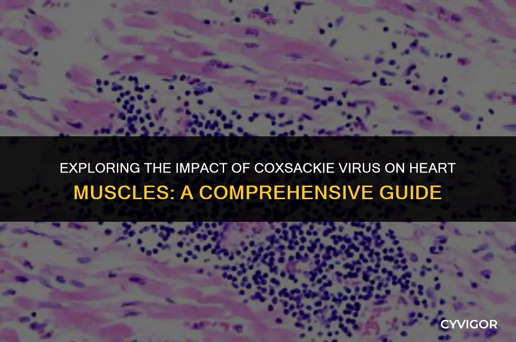 does the coxsackie virus affect heart muscles