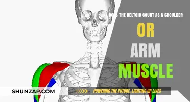 Is the Deltoid a Shoulder or Arm Muscle? Anatomy Explained