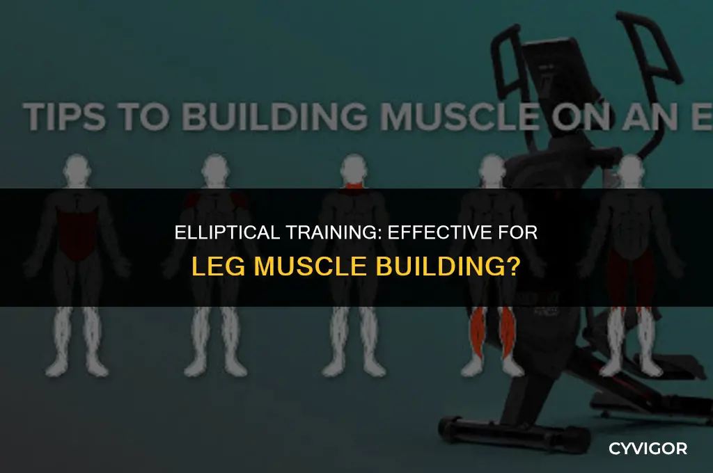 does the elliptical build muscle in your legs